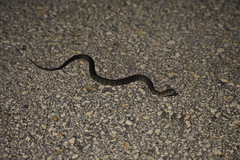 Nerodia fasciata × clarkii