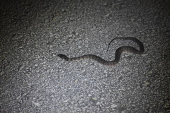 Nerodia clarkii compressicauda