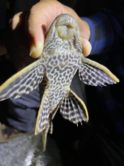Pterygoplichthys
