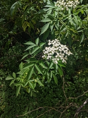 Sambucus nigra