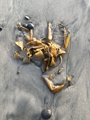 Macrocystis pyrifera