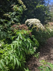 Sambucus nigra