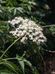 Sambucus nigra