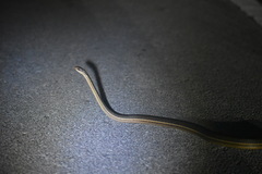 Thamnophis saurita