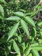 Sambucus nigra