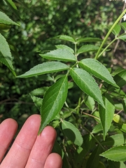 Sambucus nigra
