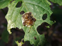 Helocassis testudinaria