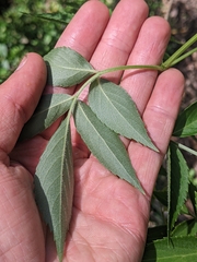 Sambucus nigra