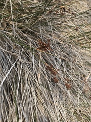 Juncus acutus leopoldii