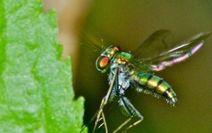 Condylostylus comatus