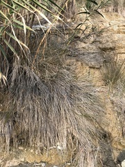 Juncus acutus leopoldii