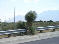 Yucca elata