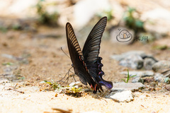 Papilio bianor