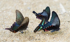 Papilio bianor