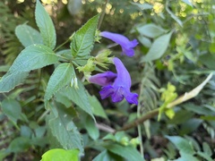 Strobilanthes formosana