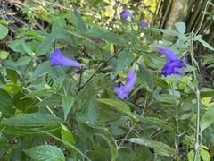 Strobilanthes formosana