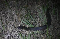 Nerodia clarkii compressicauda