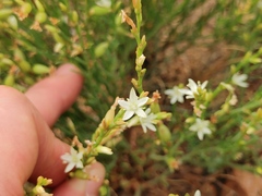 Oxygonum dregeanum
