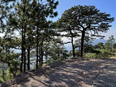 Pinus oocarpa