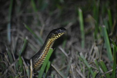 Nerodia clarkii compressicauda