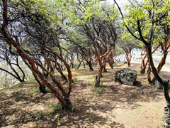 Polylepis