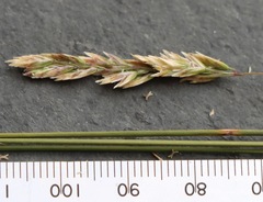 Poa poiformis