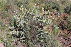 Buddleja perfoliata