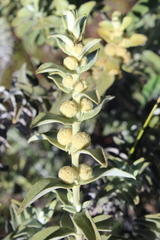 Buddleja perfoliata