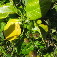 Asparagus densiflorus