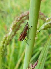 Sciomyzidae