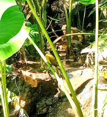 Rubigula flaviventris