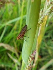 Sciomyzidae