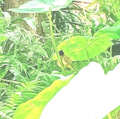 Rubigula flaviventris
