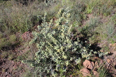 Buddleja perfoliata