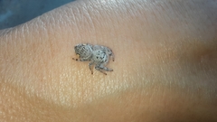 Paraphidippus fartilis