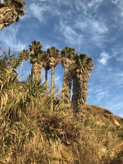 Washingtonia robusta