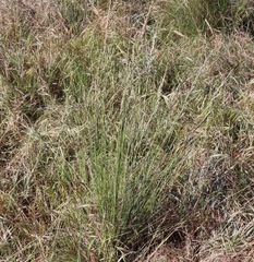 Poa poiformis