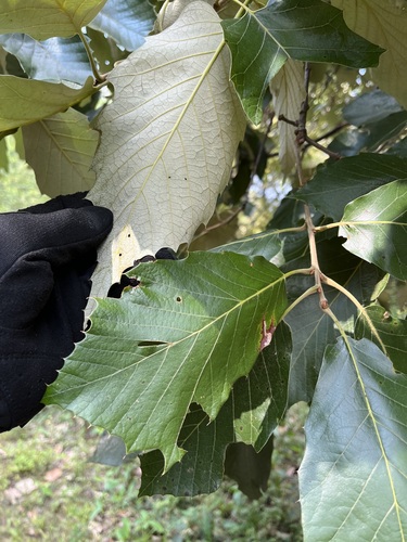 Quercus calophylla