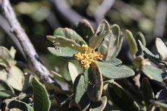 Quercus microphylla