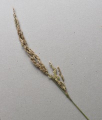 Poa poiformis