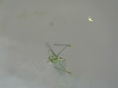 Pseudagrion rubriceps