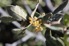 Quercus microphylla