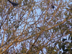 Treron phoenicopterus