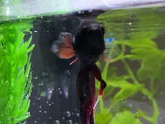 Betta splendens