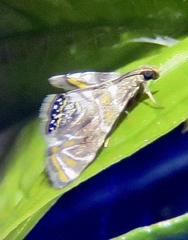 Acentropinae