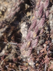 Cylindropuntia thurberi