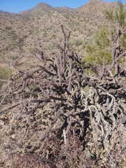 Cylindropuntia thurberi