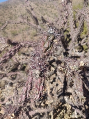 Cylindropuntia thurberi