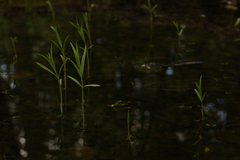 Lysimachia thyrsiflora