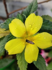 Ischiodon scutellaris